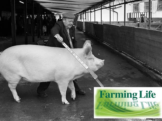 Hubert Gabbie of Crossgar, Co Down, with his top prize-winning Large White pig at the Balmoral Show in May 1981. He is pictured here with his supreme champion. Picture: Farming Life archives