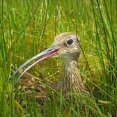 The live webcam captures a curlew incubating three eggs