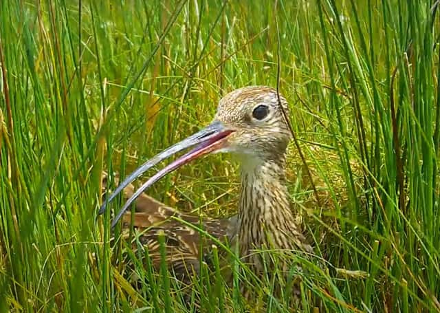 The live webcam captures a curlew incubating three eggs