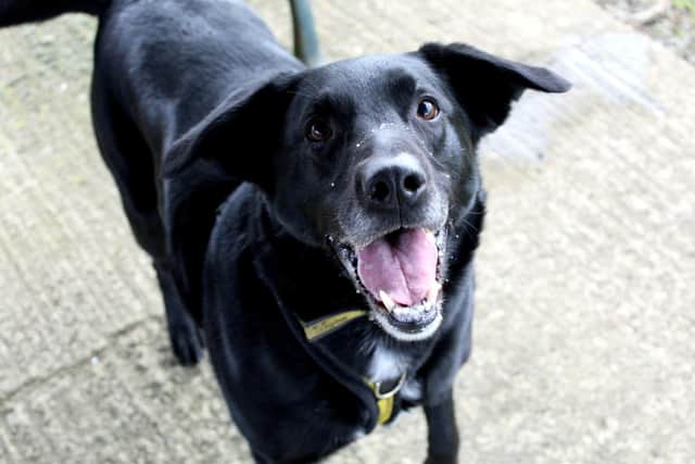 Labrador Cross Teddy is a lively, bouncy who is looking for a quiet, experienced home