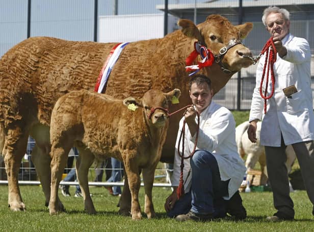 Herbie and Stephen Crawford with Champion Limousin at Ballymena Show on Saturday. Pic Steven McAuley/Kevin McAuley Photography Multimedia