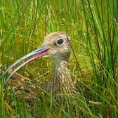 RSPB NI, the leading conservation charity, is bringing us a dose of nature and shining a spotlight on one of Northern Ireland’s most endangered species, the curlew, through its latest webcam project, Curlew LIVE