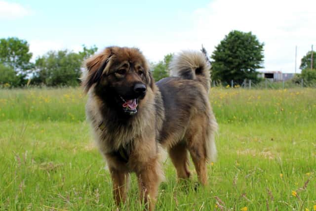 Looking for a new home - One-ytear-old Caucasian Shepherd Freya absolutely loves her teddies and playing with her toys