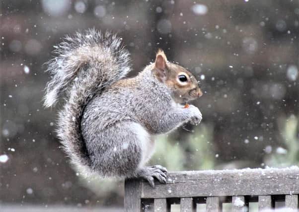 A grey squirrel, of the kind which out-competes the less-aggressive native red squirrel