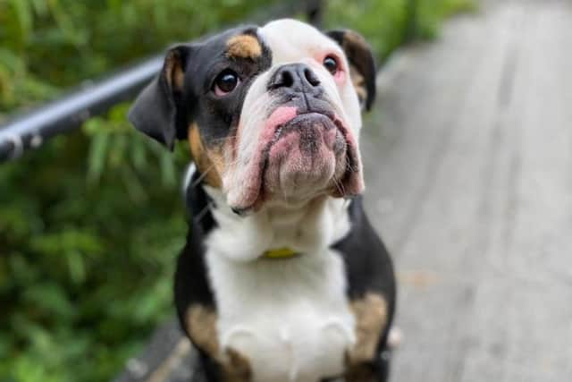 Mags is a young, friendly Bulldog, who can get very excited around some dogs but is still very sociable.