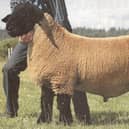 A example of a prize Suffolk sheep.