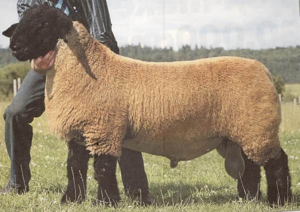 A example of a prize Suffolk sheep.