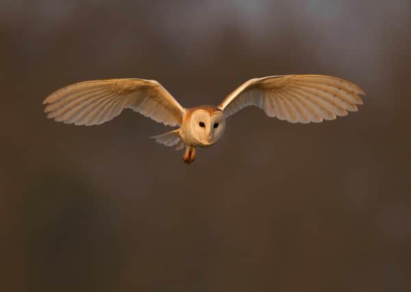 Barn owl (c) Andy Rouse