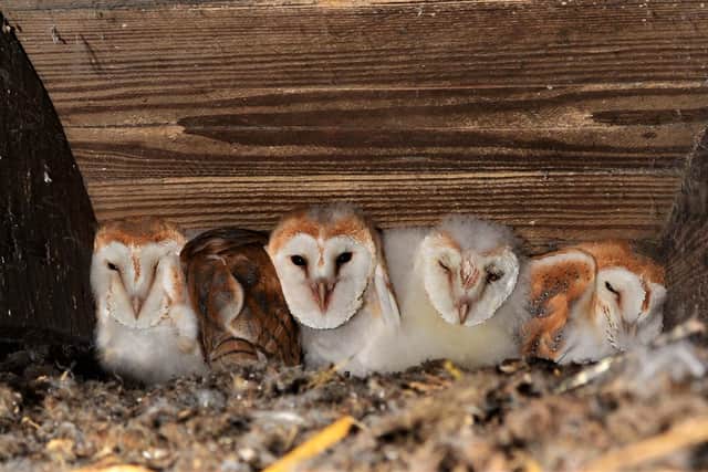 The five barn owl chicks born near Crumlin; the largest brood ever recorded here, all thanks to the efforts of a passionate volunteer who offered them additional food through the harsh winter. Picture: Ciaran Walsh