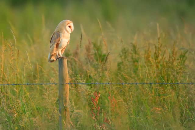 Barn owl. Picture: Jon Hawkins/Surrey Hills Photography