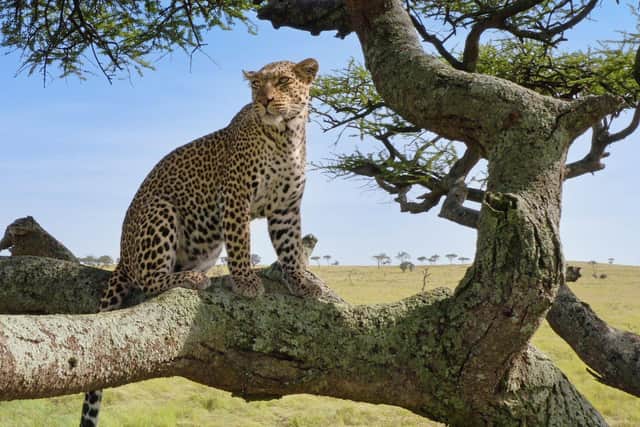 Mother leopard sitting in a tree