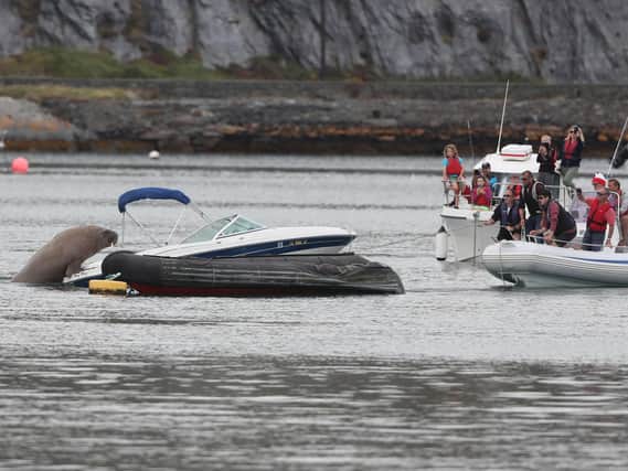 People attempt to coax "Wally" the arctic walrus from a speedboat it was resting in, to a less expensive rib craft, at Crookhaven, Co. Cork. The walrus was first spotted on Valentia Island in Co Kerry in March, and has also been seen off Pembrokeshire in Wales, Cornwall in England, and the coast of France, and most recently in the Isles of Scilly.