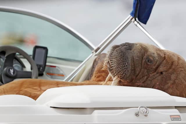"Wally" the arctic walrus lounges in a speedboat at Crookhaven, Co. Cork. The walrus was first spotted on Valentia Island in Co Kerry in March, and has also been seen off Pembrokeshire in Wales, Cornwall in England, and the coast of France, and most recently in the Isles of Scilly.