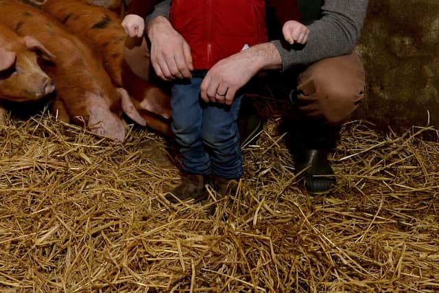Firefighter Robbie Neill has developed a unique feeding regime for his pedigree pigs that’s producing delicious flavours that are attracting the attention of top chefs and retailers. He is pictured with son Angus (6)