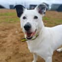 Casper is a great doggy companion, he is a shy but very sweet-natured and clever boy looking for a quiet home