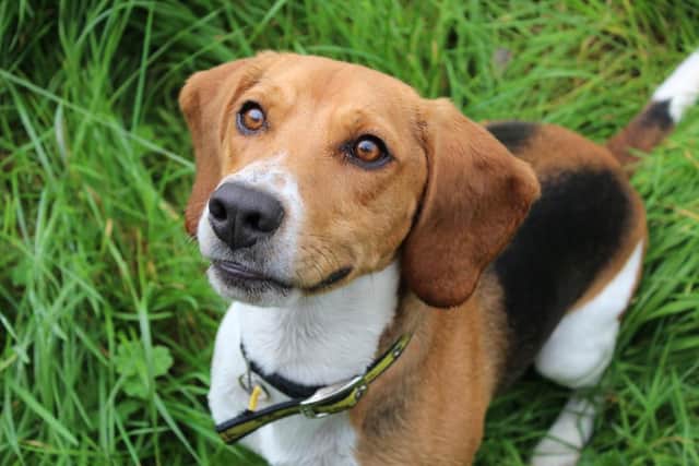 Beagle  Archie is a happy go lucky boy who is very active and loves to use his nose to sniff out new adventures