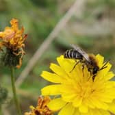 Colletes floralis, the solitary bee, was studied at White Park Bay and Portstewart Strand