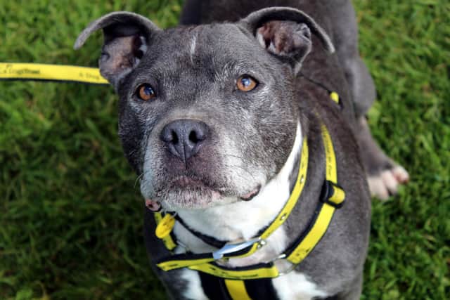 Staffordshire Bull Terrier Hunter was taken to a local dog pound and the team at Dogs Trust Ballymena took him under their wing.. Hunter adores the company of humans, one of his favourites is snuggles on the sofa.