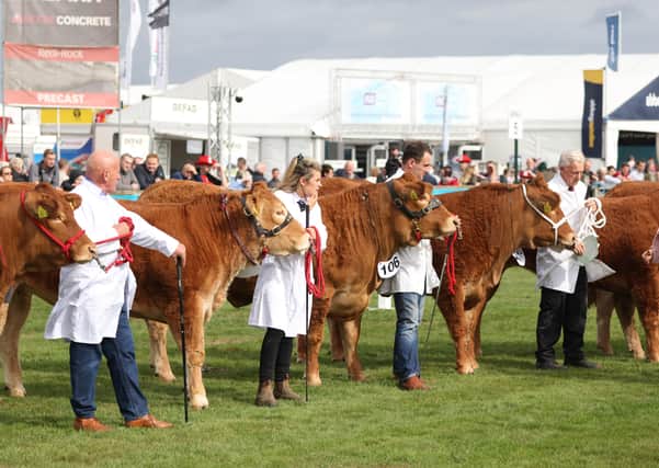 Judging takes place on the Limousin cattle at the Balmoral show, Lisburn. The Balmoral show is Northern Ireland's largest agriculture and food event and runs from 22-25 September. Picture date: Wednesday September 22, 2021.
