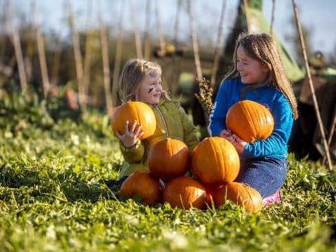 Pumpkin patches are a popular way to celebrate Halloween in Northern Ireland.