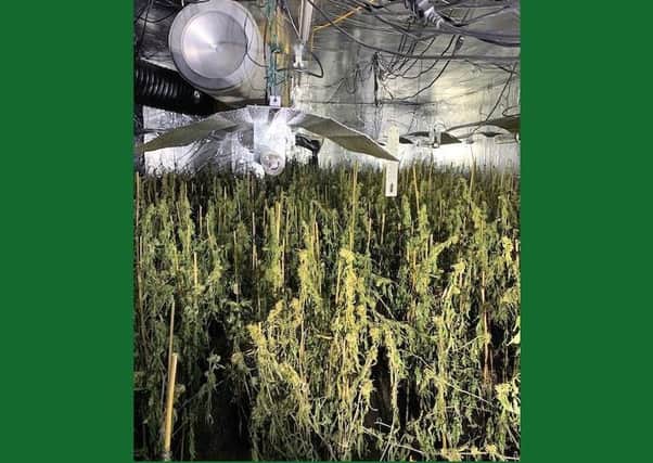 An image from the cannabis factory, found in 2019
