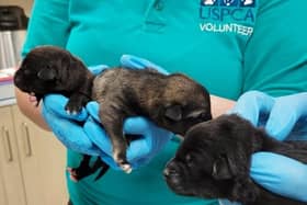 The three Labrador-cross puppies who were found in a ditch