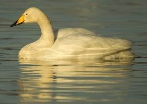 Watch out for beautiful whooper swans