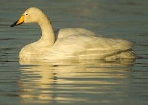 Watch out for beautiful whooper swans