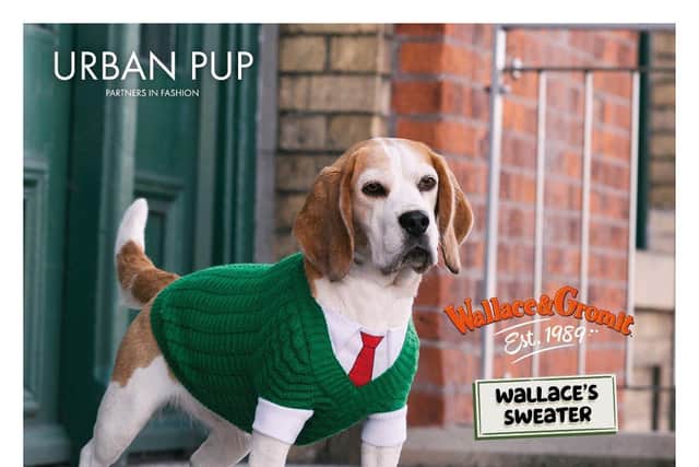 ‘Gromit’ look-a-like who is modelling a Wallace sweater - the same sweater that Wallace wears, including tie