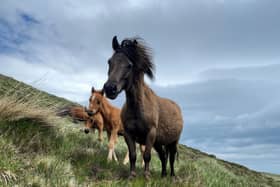 The National Trust is concerned for the welfare of feral horses living in the Mourne Mountains