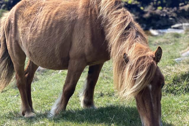 The National Trust is concerned for the welfare of feral horses living in the Mourne mountains