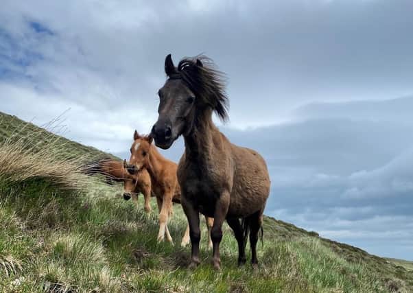 The National Trust has said that the Mourne horses are not a wild breed and are unsuited for mountain living
