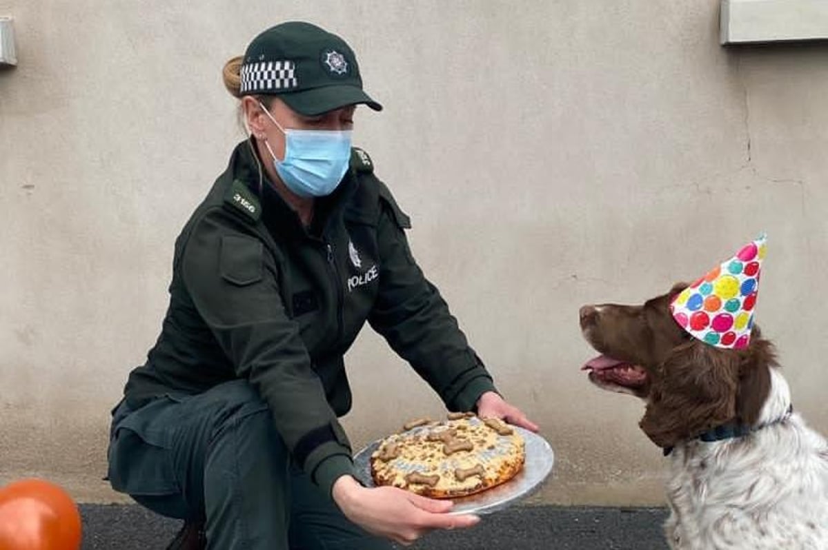 PSNI sniffer dog has surgery to run and play in his retirement thanks to charity