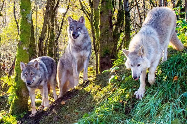 Intwine Wolves Head over heels in love on Inishowen