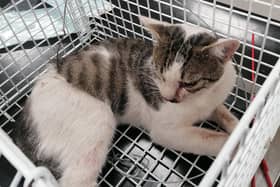 The USPCA said the male cat was found hanging by its back legs from a fence, with a snare caught around its abdomen