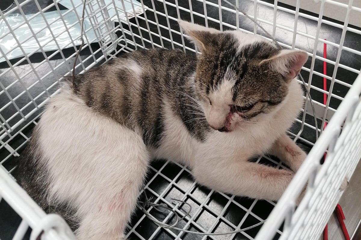 USPCA chief appeals for information over cat caught in snare