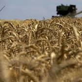 A combine harvester collecting wheat near Novoazovsk outside Mariupol, amid the ongoing Russian military action in Ukraine. Grain ships have started leaving the war-torn country, providing a valuable boost to global food supplies