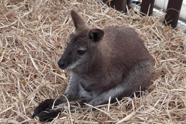 One of Mr Beattie's Wallabies pictured at the Balmoral Show.