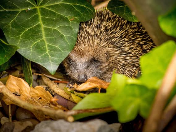 A hedgehog sheltering among leaves