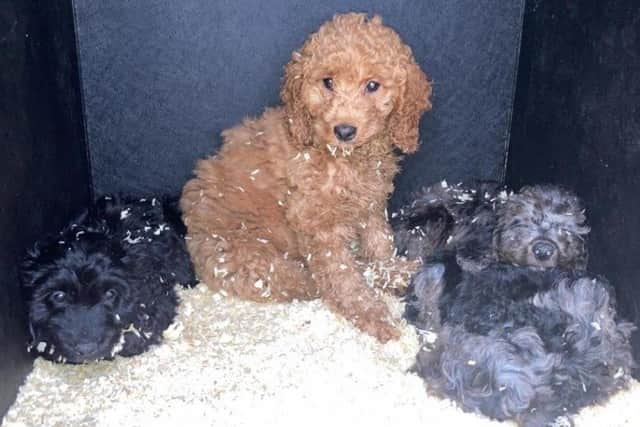 Puppies that were seized by police, investigating the suspected illegal importation, of animals into Northern Ireland