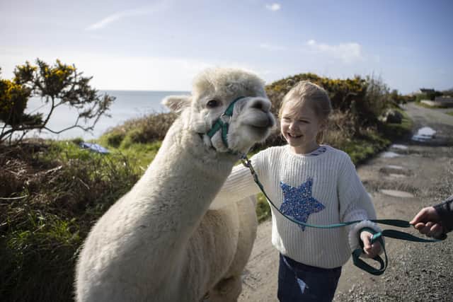 Get up close and personal with the alpacas in an alpaca and child-friendly field during this 45-minute experience