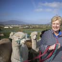 County Down Pamela Houston who threw in the corporate world for an alpaca farm