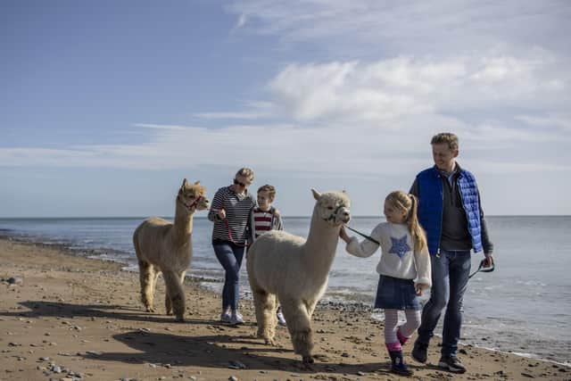 The Alpacas absolutely adore being walked on the beach during this 90-120-minute experience. Join them for some fun in the sand and have an experience unlike any other. There are lots of opportunities for pictures, Instagram stories and Tik Tok videos, during your alpaca trek experience