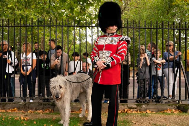 Irish Guards' mascot, Irish Wolfhound Turlough Mor with his handler Drummer Adam Walsh at Wellington Barracks, central London. Picture: Press Association - September 2, 2022.