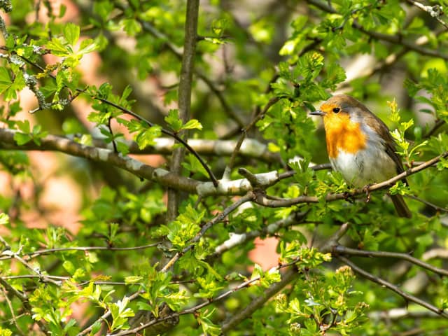 A robin sitting on a hawthorn.