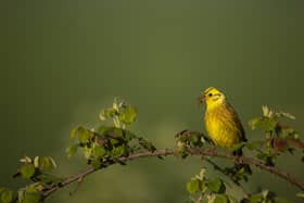 Yellowhammer Emberiza citrinella, adult male perched on bramble bush with food for its chicks above its nest