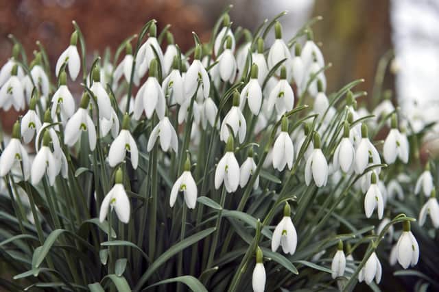 Spring flowering bulbs such as snowdrops should be planted now