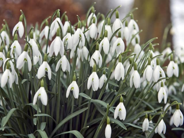 Spring flowering bulbs such as snowdrops should be planted now