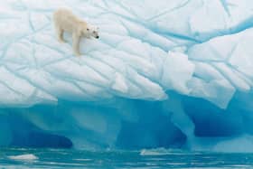 A polar bear in Svalbard.