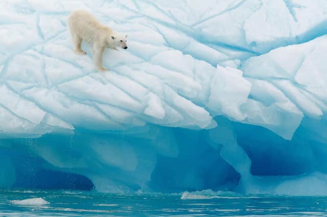 A polar bear on Svalbard.